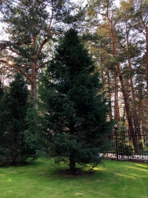 Купить большие деревья в Москве, фото 2